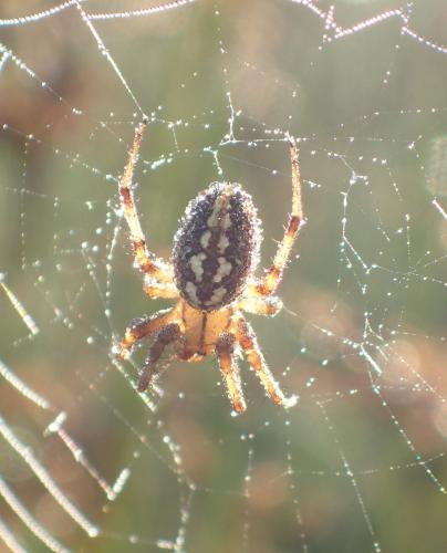 Neoscona byzanthina